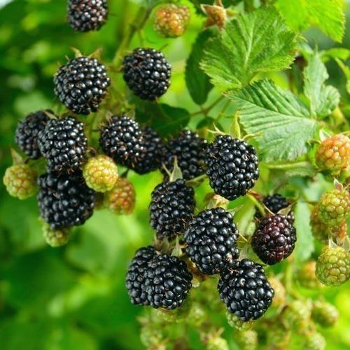 MORA RUBUS FRUTICOSUS EVERGREEN (1 PIANTA)