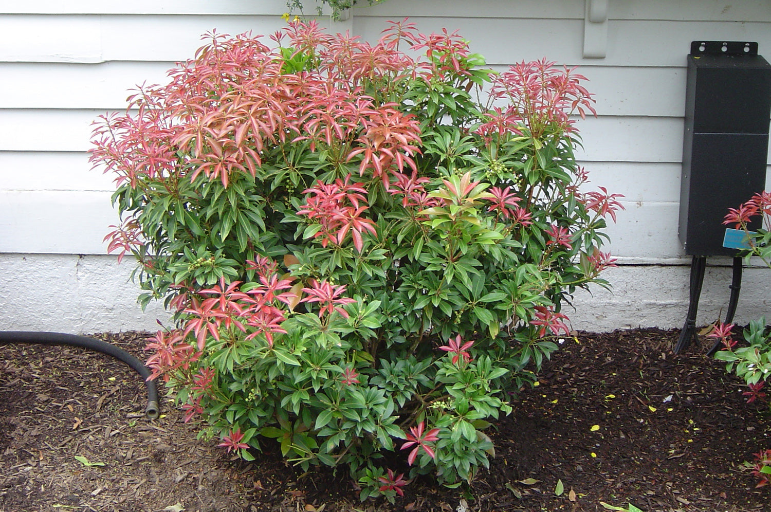 PIERIS JAPONICA MOUNTAIN FIRE VASO 17CM
