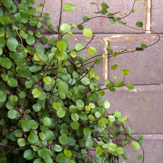 MUEHLENBECKIA AXILLARIS COMPLEXA IN VASO 12CM