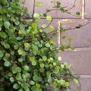 MUEHLENBECKIA COMPLEXA IN VASO 13CM