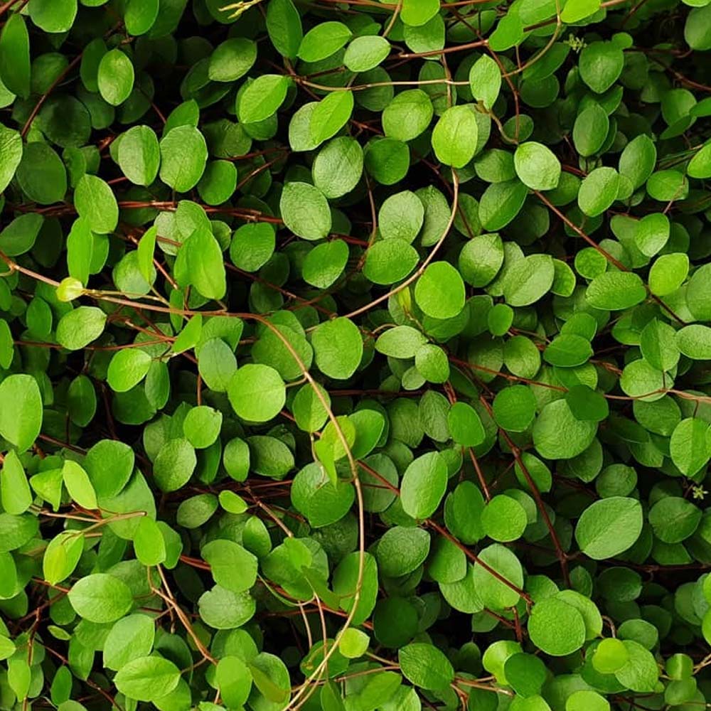 MUEHLENBECKIA AXILIARIS IN VASO 18CM