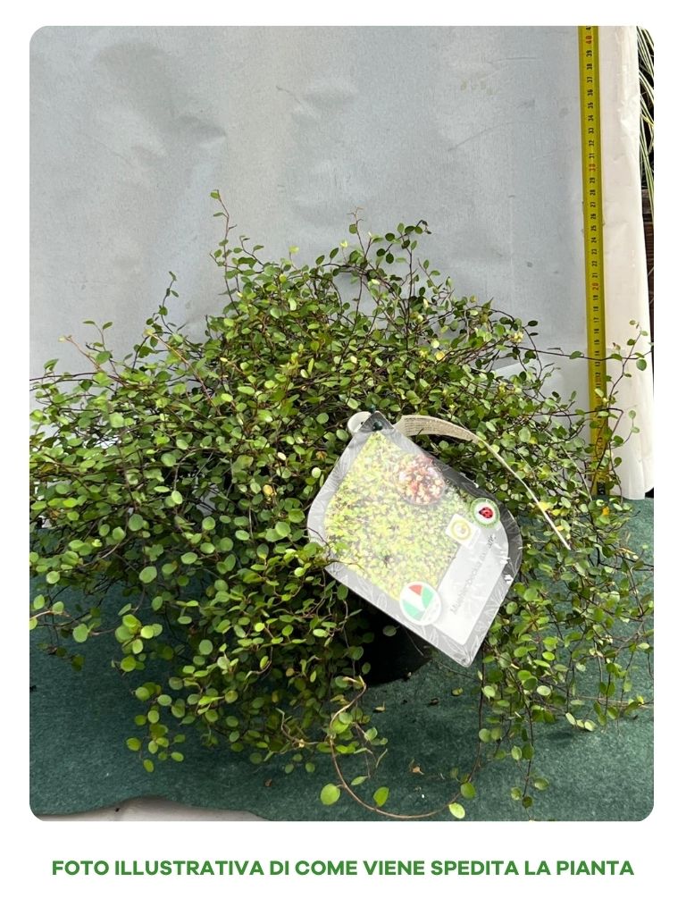 MUEHLENBECKIA AXILIARIS IN VASO 18CM