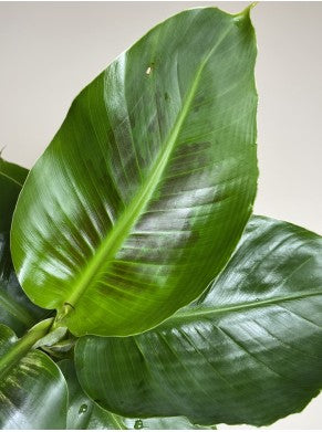 MUSA ACUMINATA CHEEKA BANANO NANO IN COPRIVASO 8CM