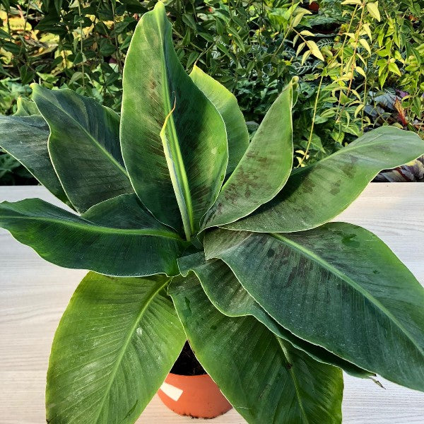 MUSA TROPICANA BANANO NANO VASO 12CM