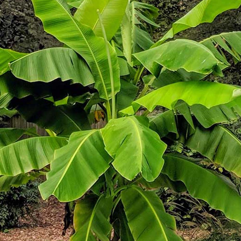 MUSA BASJOO IN VASO DA 20CM