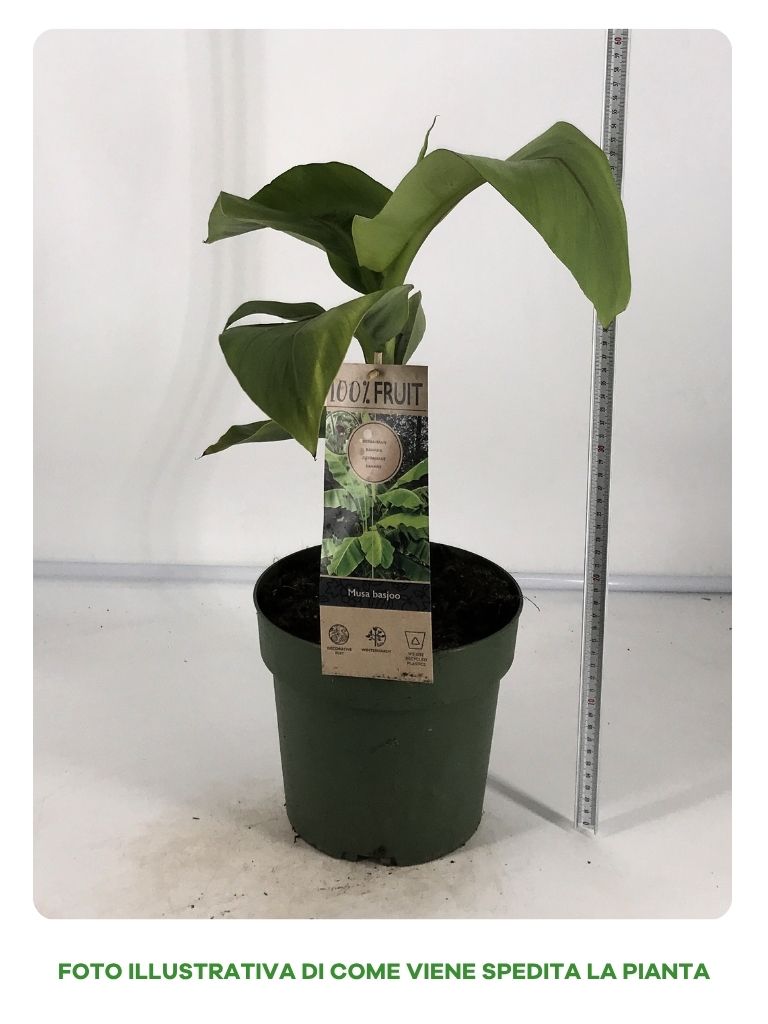 MUSA BASJOO IN VASO DA 20CM