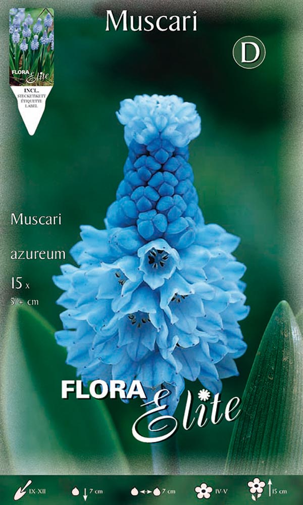 MUSCARI AZUREUM (CONFEZIONE DA 15 BULBI)