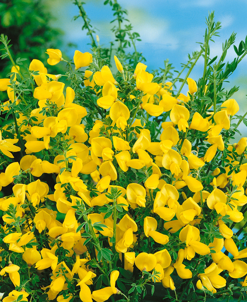 CYTISUS VANESSE IN VASO 16CM