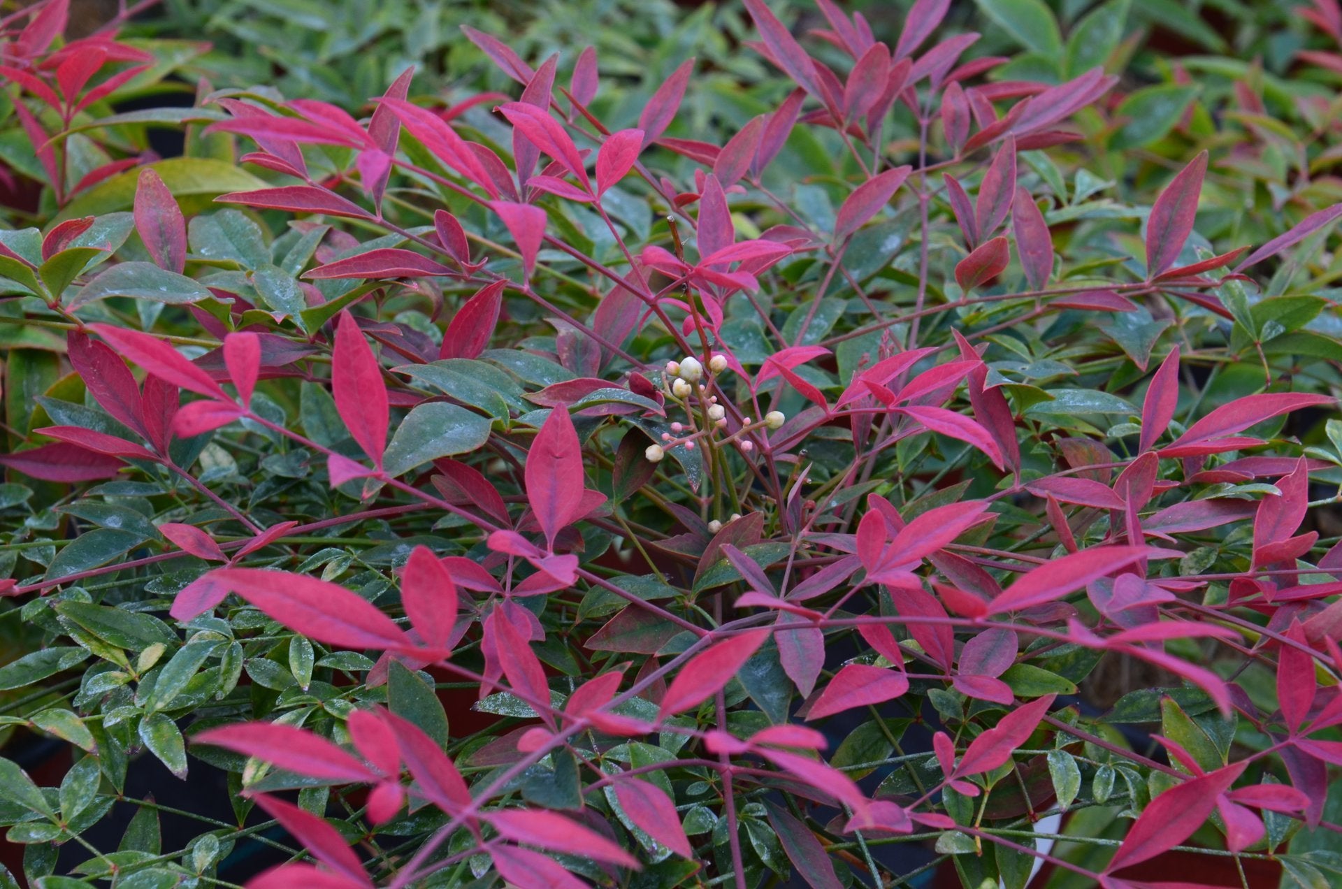 NANDINA DOMESTICA FLIRT MURASAKI VASO 18CM
