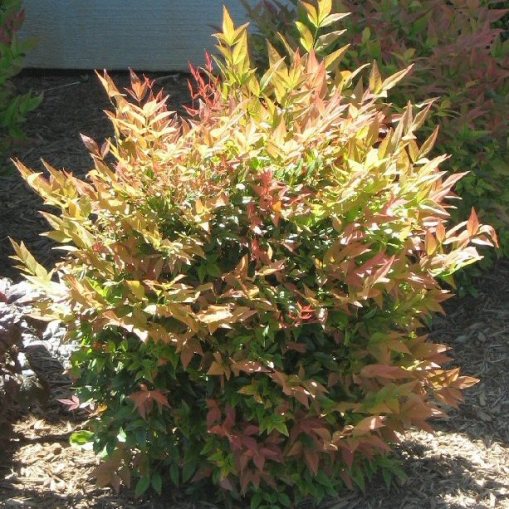 NANDINA GULF STREAM VASO 24CM