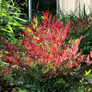NANDINA DOMESTICA OBSESSED (1 PIANTA)