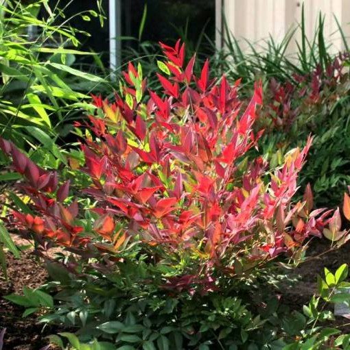NANDINA DOMESTICA OBSESSED VASO 24CM