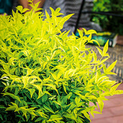 NANDINA DOMESTICA LEMON AND LIME IN VASO 17CM