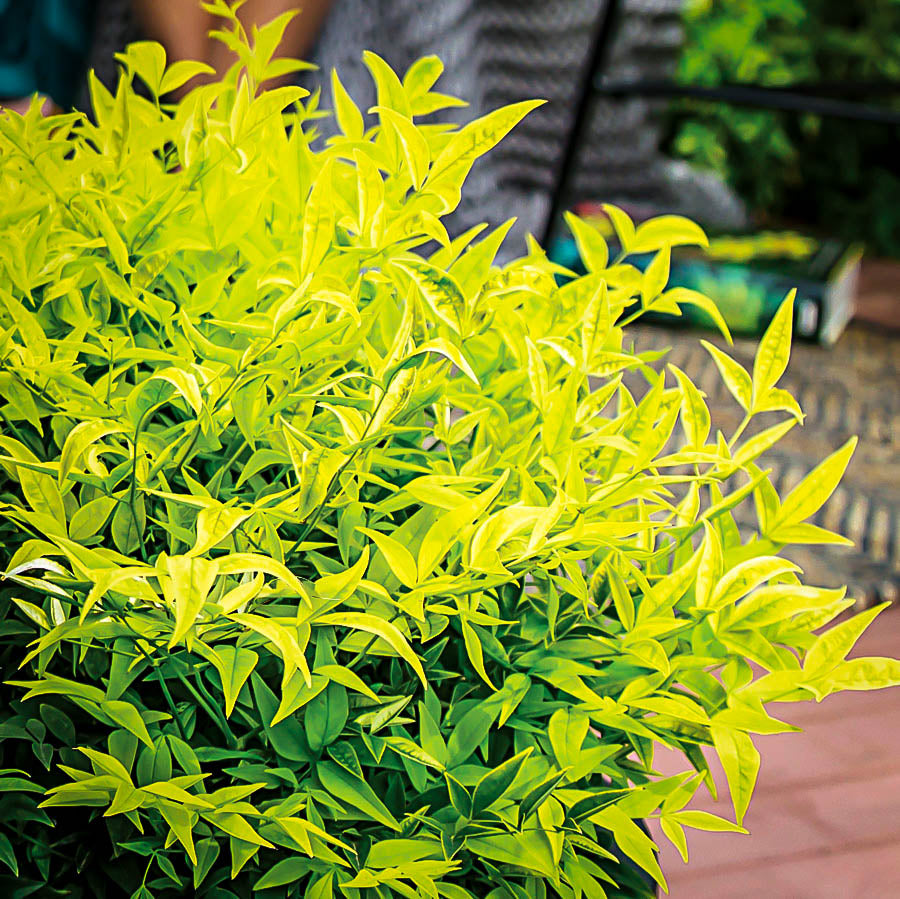NANDINA DOMESTICA LEMON AND LIME IN VASO 17CM