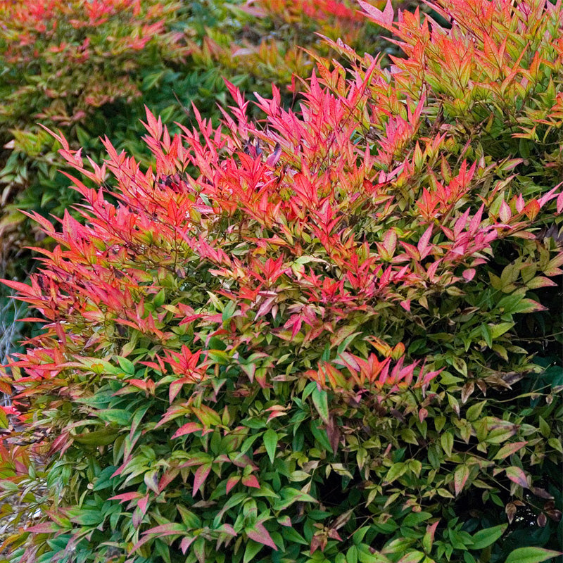 NANDINA DOMESTICA IN VASO 16CM