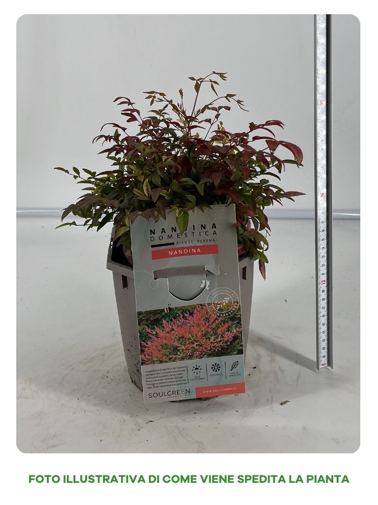 NANDINA DOMESTICA IN VASO 16CM