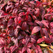 NANDINA FIRE POWER IN VASO 16CM