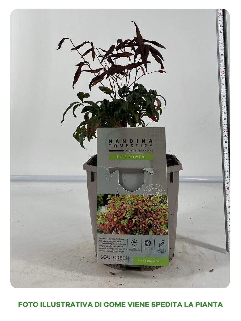 NANDINA FIRE POWER IN VASO 16CM