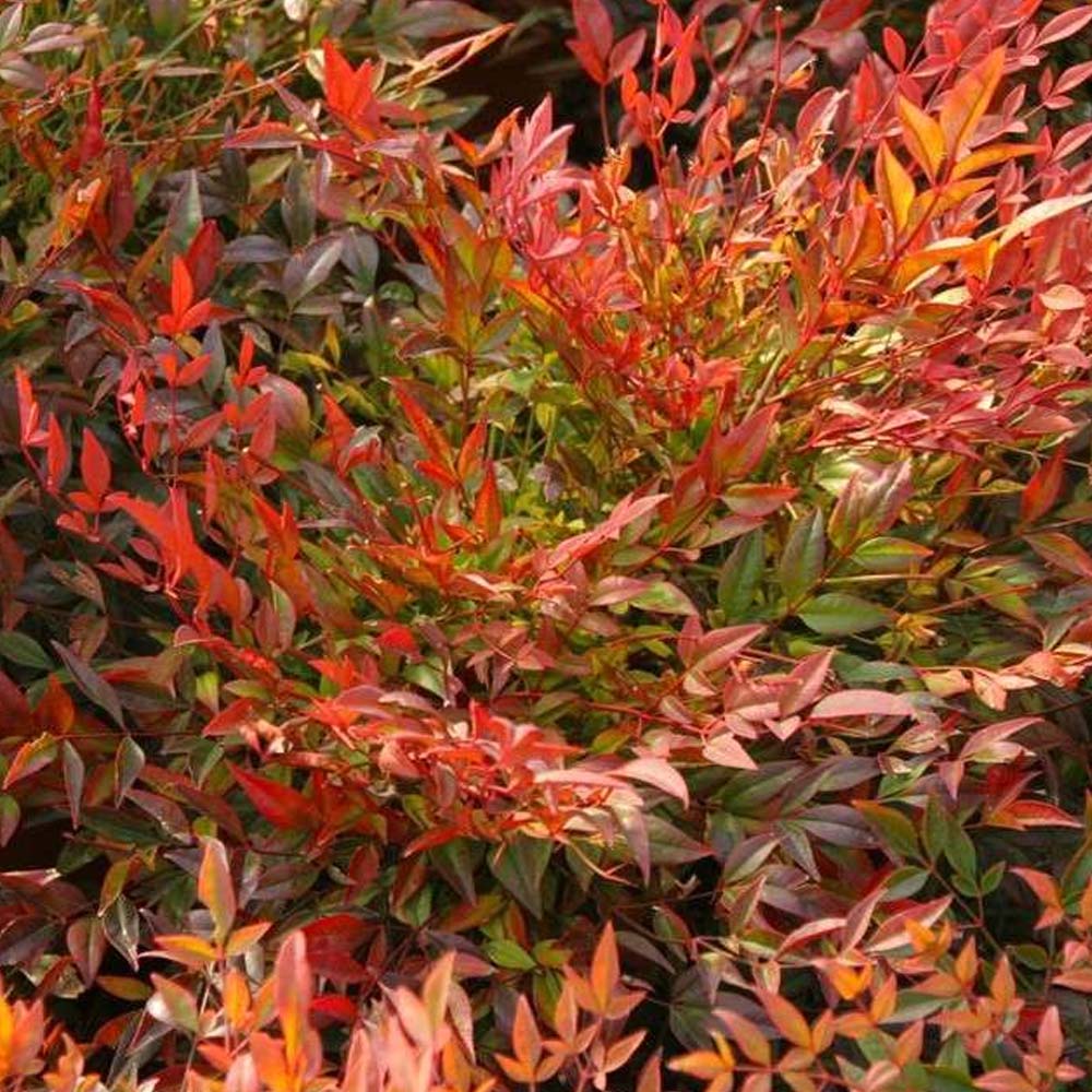 NANDINA MOON BAY IN VASO 16CM