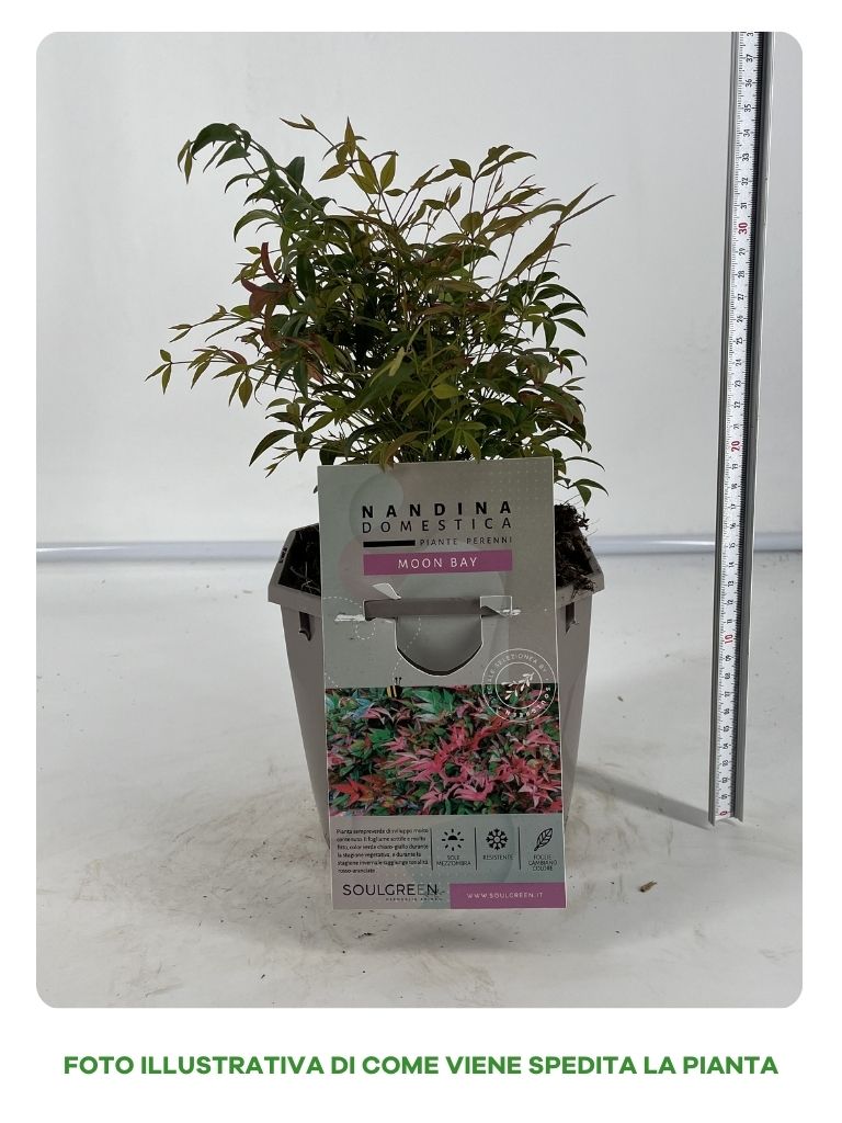 NANDINA MOON BAY IN VASO 16CM