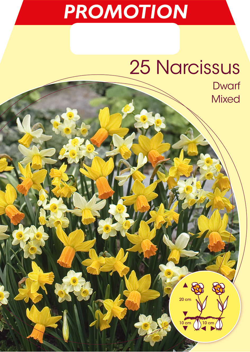 NARCISI DWARF MIXED (CONFEZIONE DA 25 BULBI)