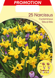 NARCISO CYCLAMINEUS TETE A TETE (CONFEZIONE DA 25 BULBI)