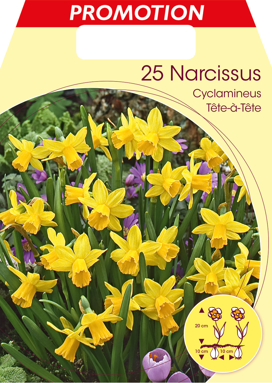NARCISO CYCLAMINEUS TETE A TETE (CONFEZIONE DA 25 BULBI)