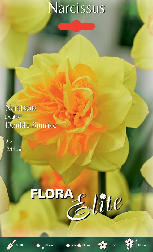 NARCISO DOUBLE SUNRISE (CONFEZIONE DA 5 BULBI)