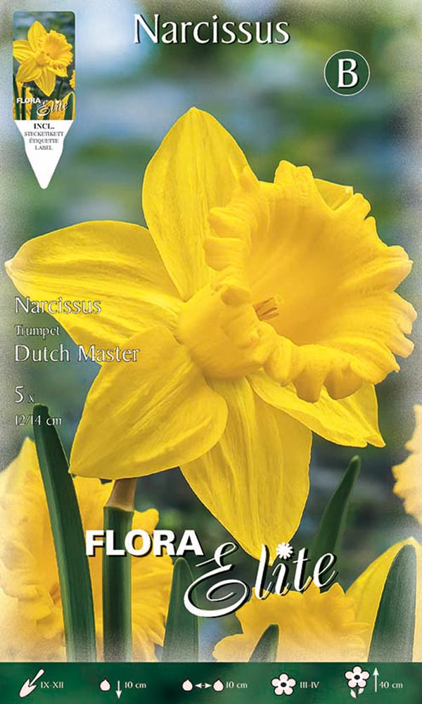 NARCISO TRUMPET DUTCH MASTER (CONFEZIONE DA 5 BULBI)