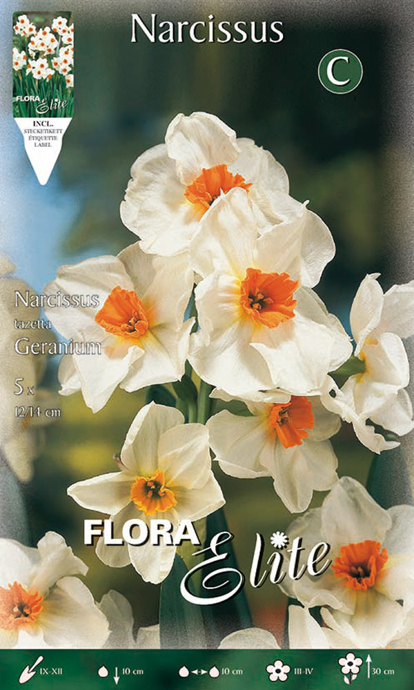 NARCISO MULTIFIORI GERANIUM (CONFEZIONE DA 5 BULBI)