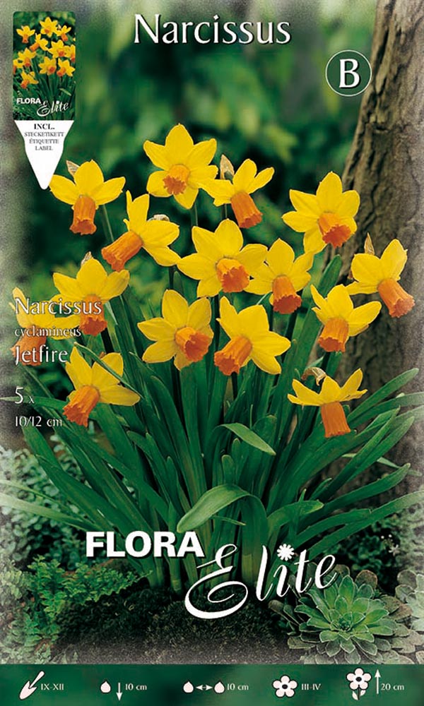 NARCISO CYCLAMINEUS JETFIRE (CONFEZIONE DA 5 BULBI)