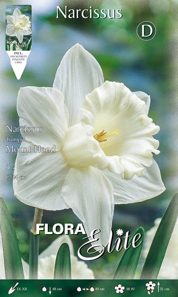 NARCISO TRUMPET MOUNT HOOD (CONFEZIONE DA 5 BULBi)