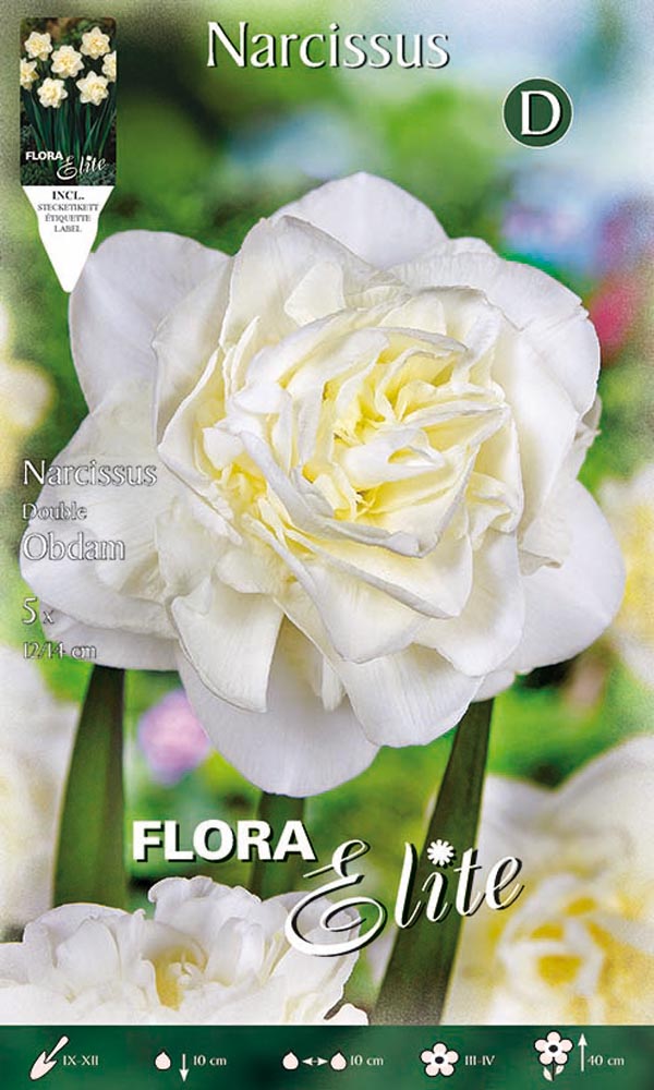 NARCISO DOUBLE OBDAM (CONFEZIONE DA 5 BULBI)