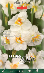 NARCISO MULTI-FLOWERED SIR WINSTON CHURCHILL (CONFEZIONE DA 5 BULBI)