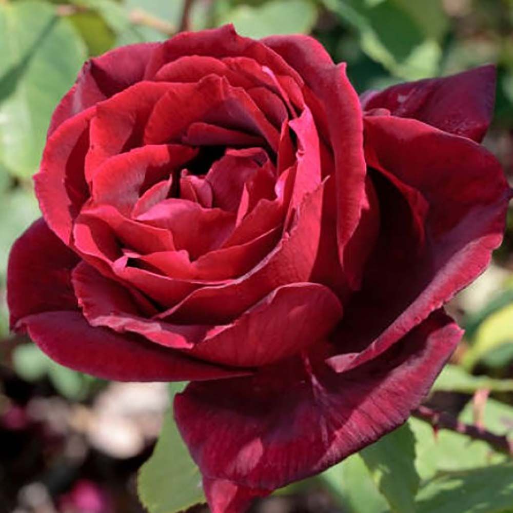 ROSA PAPA MEILLAND RAMPICANTE PROFUMATA IN VASO 19CM