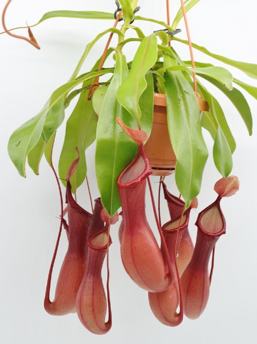 PIANTA CARNIVORA NEPENTHES VASO 14CM