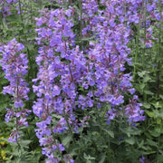 Nepeta Purrsian Blue in vaso da 15cm