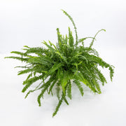 NEPHROLEPIS EXALTATA GREEN LADY IN VASO 12CM
