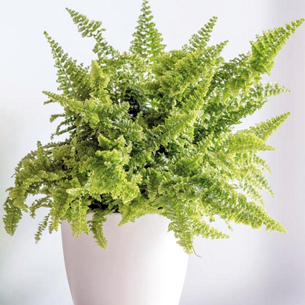 FELCE NEPHROLEPIS FLUFFY RUFFLES VASO 12CM
