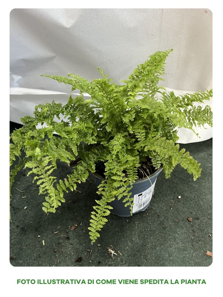 FELCE NEPHROLEPIS FLUFFY RUFFLES VASO 12CM