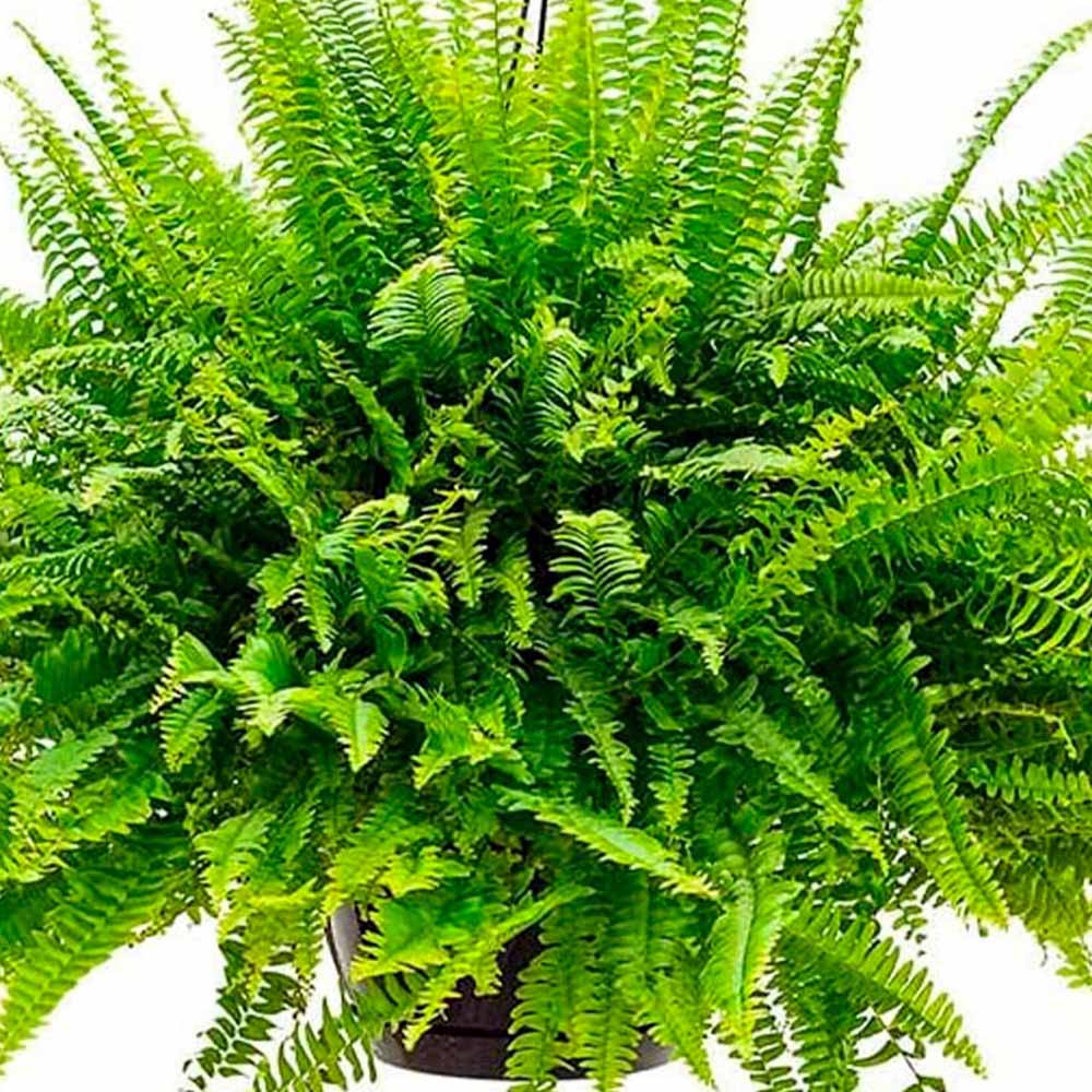 NEPHROLEPIS GREEN LADY IN VASO 20CM