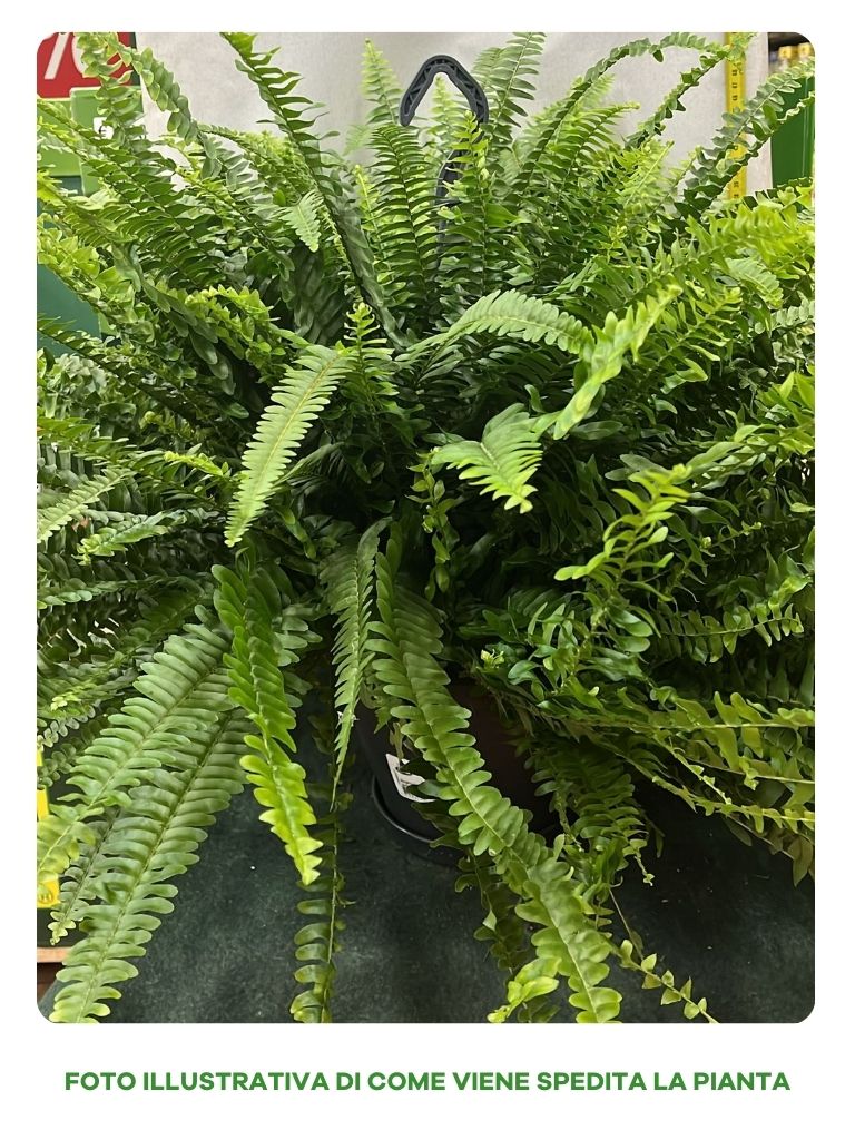 NEPHROLEPIS GREEN LADY IN VASO 20CM