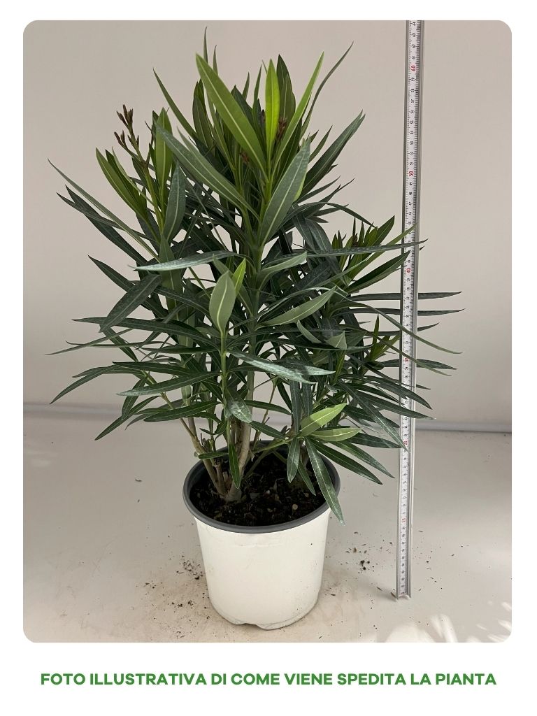 NERIUM OLEANDRO IN VASO DA 19CM