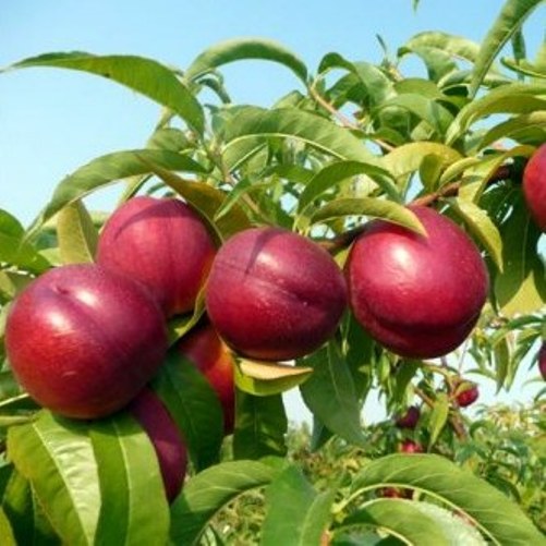 PESCO STARK RED GOLD (1 PIANTA)