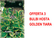 OFFERTA 3 BULBI HOSTA GOLDEN TIARA