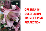 OFFERTA 15 BULBI LILIUM TRUMPET PINK PERFECTION