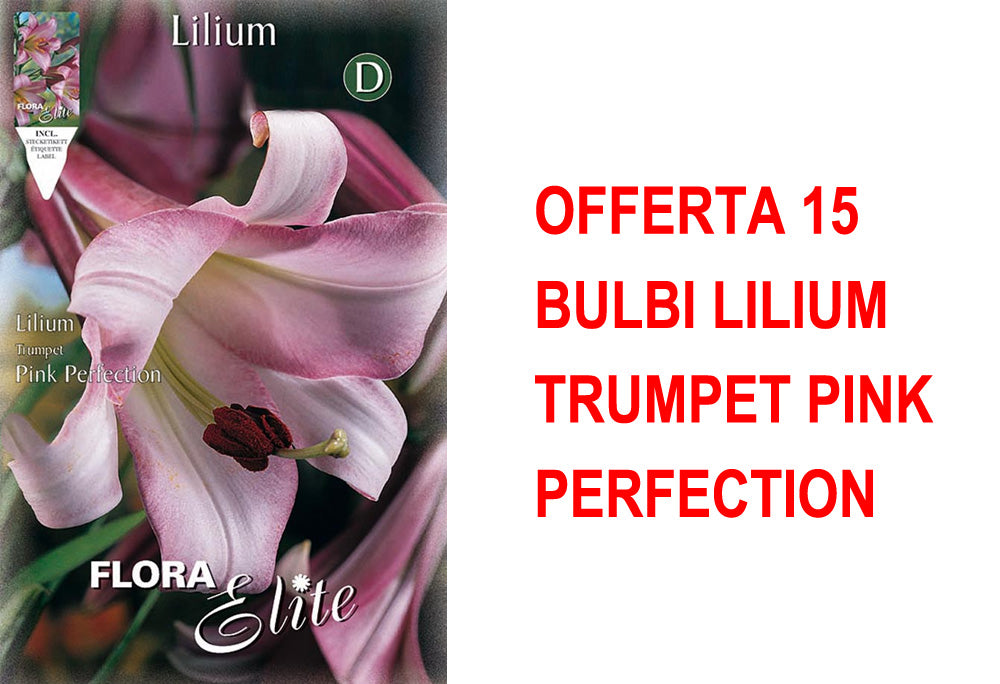 OFFERTA 15 BULBI LILIUM TRUMPET PINK PERFECTION
