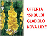 OFFERTA 150 BULBI DI GLADIOLO A FIORI GRANDI NOVA LUX