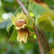 NOCCIOLO DELLE LANGHE IN VASO 15CM