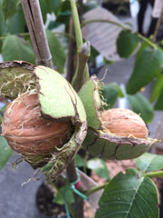 NOCE HOWARD JUGLANS REGIA (1 PIANTA IN VASO)